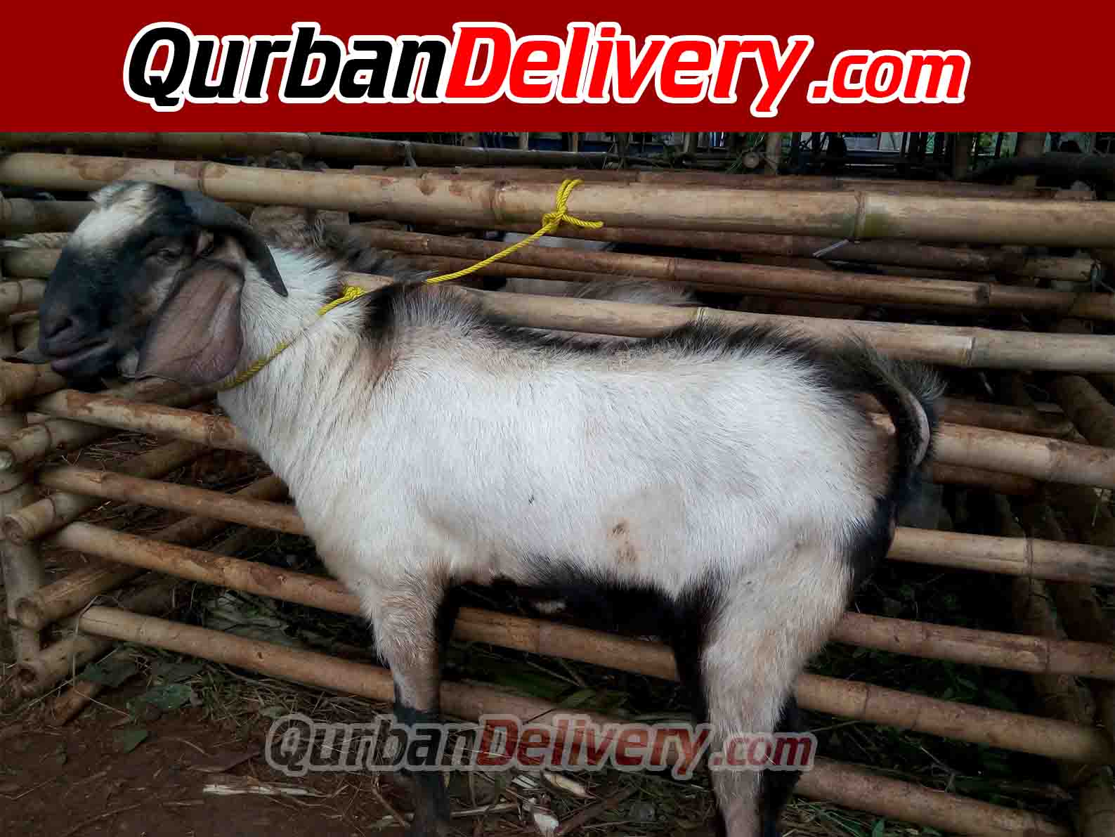 Harga Sapi PO Qurban Online Prediksi 2020-Qurban Delivery