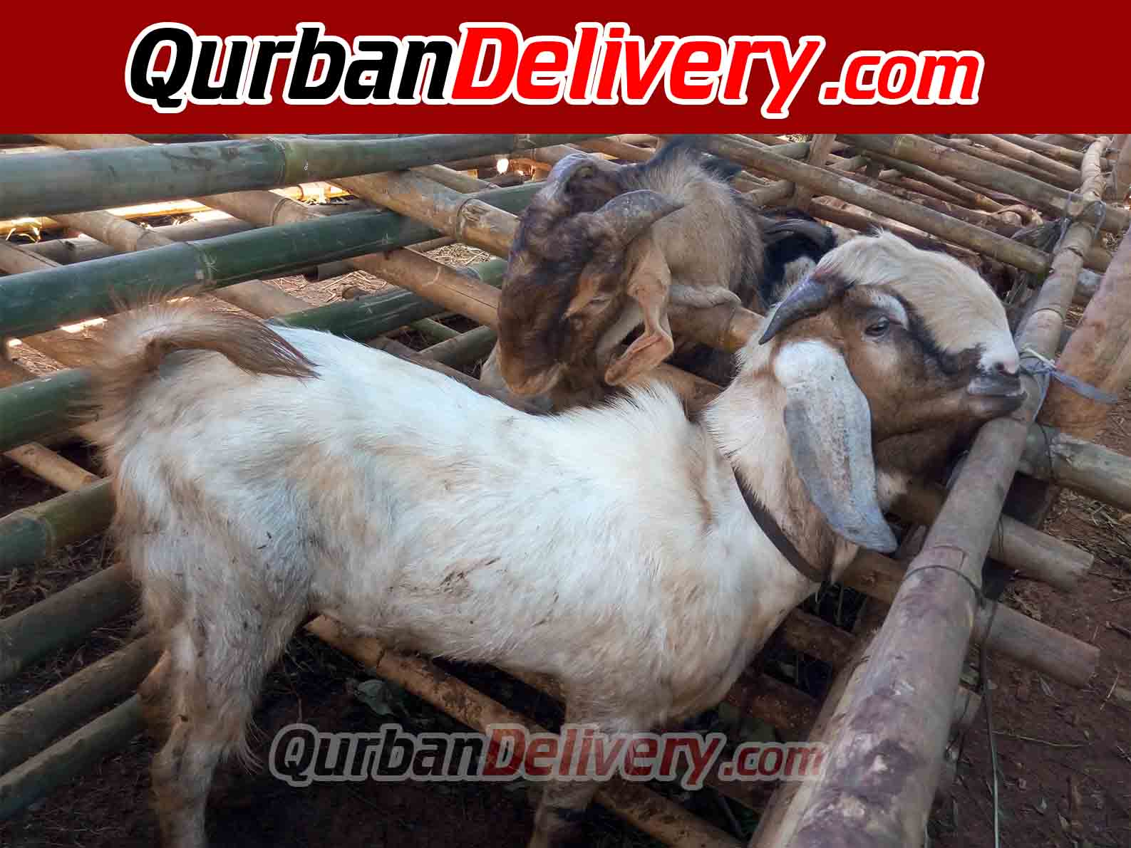 Harga Kambing Qurban Per Ekor Prediksi 2020-Qurban Delivery